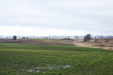 Wheat field in early spring. First shoots winter crops. Winter cereals in early spring