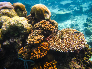 Colourful coral reef in the sea of Sabah, Malaysia