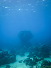 Naklejka na ściany i meble A giant coral in the sea of Sabah, Malaysia