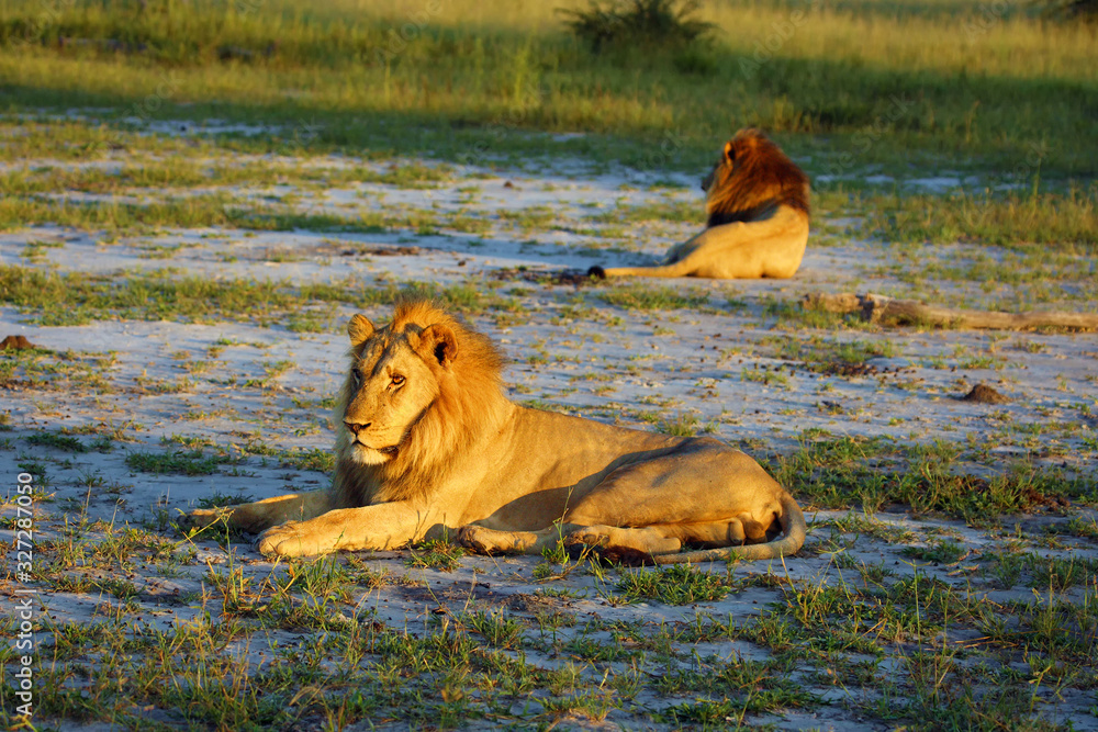 Canvas Prints Two large African lions, Panthera leo, lie in the grass in the morning sun. Bright mane lion and black-lion lying on the light sand of the delta.