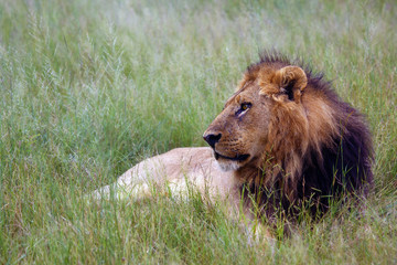 The Southwest African lion or Katanga lion (Panthera leo bleyenberghi) in the grass. Big lion with dark mane in the green grass in the savanna.