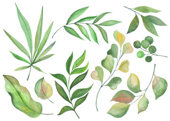 watercolor picture, set of leaves