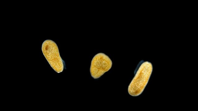 zoanthella larvae under the microscope, phylum Cnidaria, most likely coral larva, found in the Atlantic Ocean
