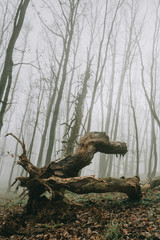 Fototapeta na wymiar Close-up of the old uprooted tree with rest of bark and fallen leaves and green grass in the background in the dark foggy forest during the spring morning in vertical orientation