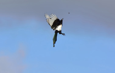 Magpie catches a bug in flight