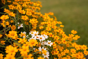 Yellow and white .Cosmos flowers bloom in the morning