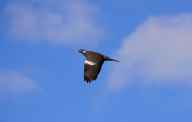 Blue dove (Lat. Columba livia) is a widespread bird of the pigeon family