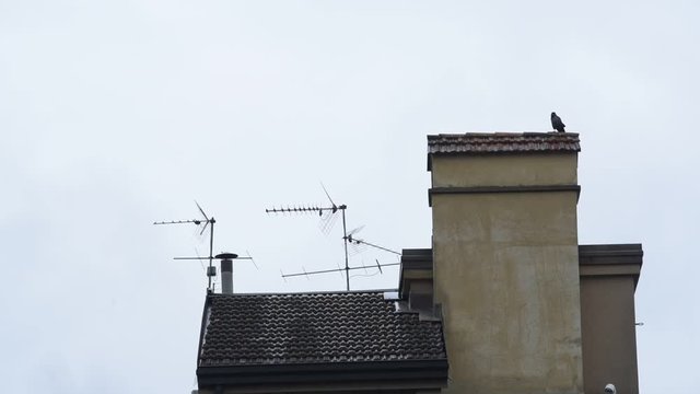 crow on the roof top and aerial antenna