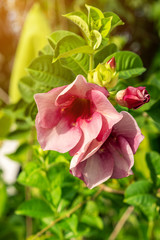 Beautiful blooming tropical flower allamanda blanchetii