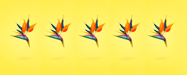 Strelitzia reginae,  orange tropical flowers over yellow baqckground, concept of spring, panoramic image
