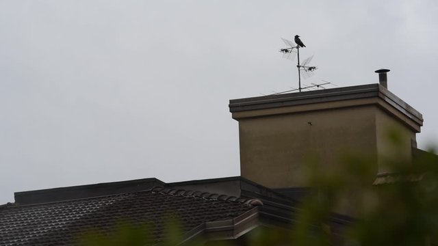 crow on the roof top and aerial antenna