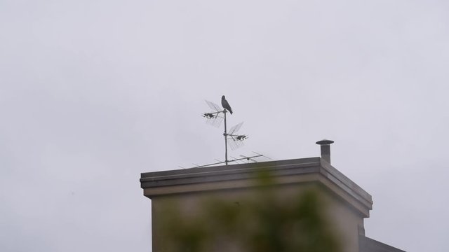 crow on the roof top and aerial antenna