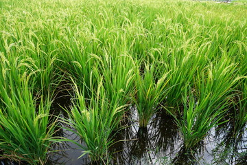 Fototapeta premium green rice field