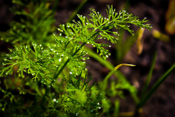 Water dew on coriander leaves