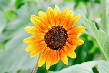 A beautiful orange yellow sunflower 