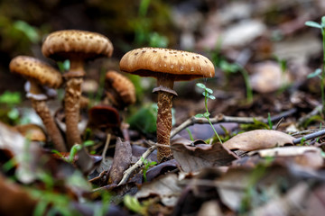 Mushrooms in autumn forest scene. Beautiful closeup of forest mushrooms. forest background. Closeup. Selective focus.