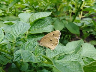 Modraszek ikar samica