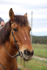 Fototapeta premium cheval