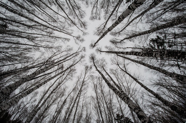 Trees bottom view up birch fishe sky background branches without leaves winter beauty