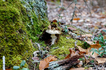 Mushroom in forest autumn scene. Beautiful closeup of forest mushroom. forest background. Closeup. Selective focus.