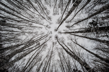 Trees bottom view up birch fishe sky background branches without leaves winter beauty