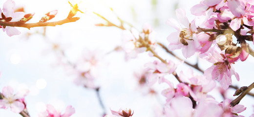 Almond blossoms over blurred nature background