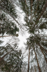 Trees bottom view up birch fishe sky background branches without leaves winter beauty