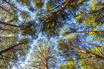 Trees bottom view up birch fishe sky background branches without leaves winter beauty