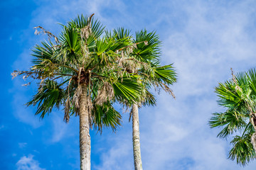 Fototapeta premium 青空とヤシの木 南国の雰囲気