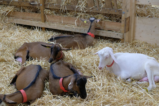 ch&eacute;vres alpines