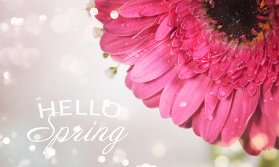 Fresh gerberas (daisy gerber). Spring background