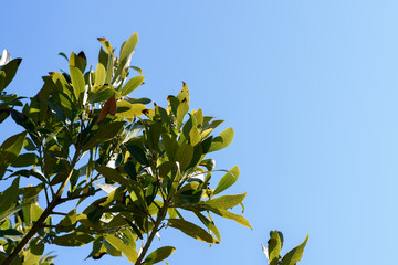 Laurus nobilis. Detail of laurel branches on a sunny day with the sky in the background. Nature...