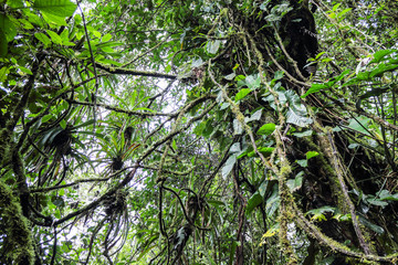 Hiking trail in tropical nature, Hiking in Area of La fortuna, Arenal volcano, Central America,...