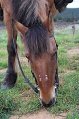 Fototapeta premium cheval