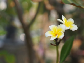 Frangipani, Plumeria, Temple, Graveyard Tree white and yellow flower on blurred of nature background