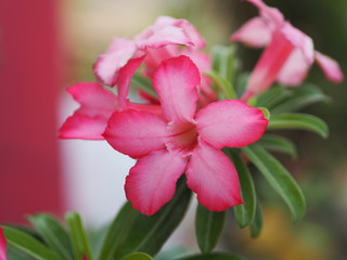 Sweet Oleander, Rose Bay, Nerium oleander name pink flower tree in garden on blurred of nature background, leaves are single oval shape, The tip and the base of the pointed smooth not thick hard