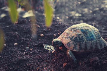 Wild small turtle walking outdoor.