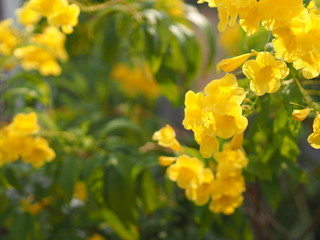 Yellow Elder, Magnoliophyta, Angiospermae of name Gold Yellow color trumpet flower, ellow elder, Trumpetbush, Tecoma stans blurred of background beautiful in nature Flowering into a bouquet of flowers