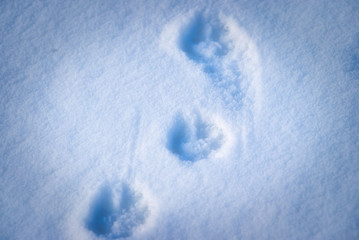 雪の上の小動物の足跡