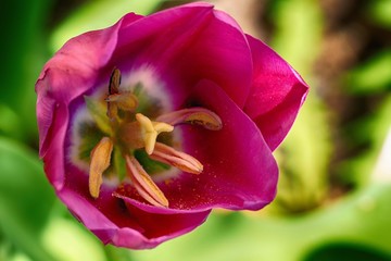 Blume