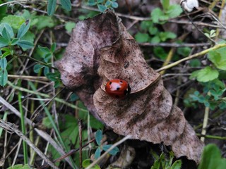 Biedronka ©  Przyroda 