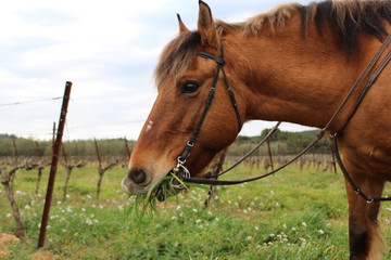 Naklejka premium cheval