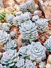  Echeveria Elegans Cactus Garden 
