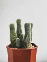 Close up Tall layer group of green cactus in pot on white background