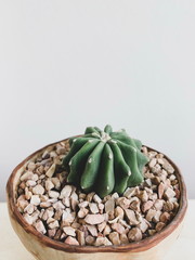 Green Cactus in Brown Pot on White Background
