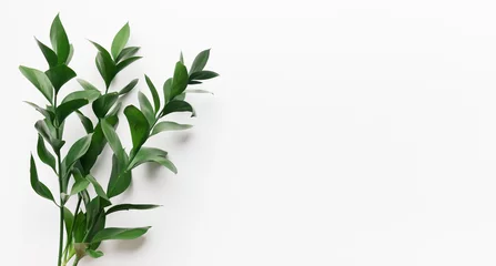 Poster Im Rahmen Grüner lebender Pflanzenzweig auf weißem Hintergrund © Prostock-studio