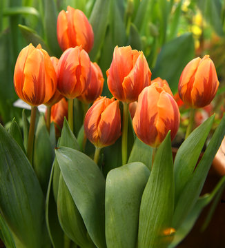 Tulip Princess Irene, delightful color combination of orange with purple flames