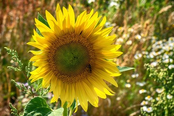 Obraz premium Blume