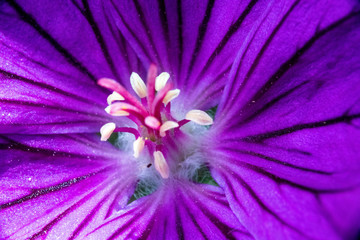 Blume