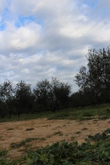 Obraz premium paysage olivier